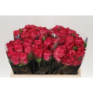 Freshy Grootbloemige Roos “Enchantment” | Kleur: Roze | Lengte ± 50 centimeter | Per 10 verse bloemen