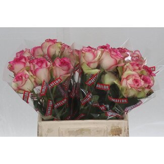 Freshy Grootbloemige Roos “Monique” | Kleur: Roze | Lengte ± 40 centimeter | Per 20 verse bloemen