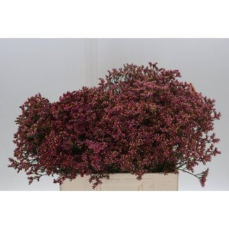 Freshy Limonium Statice Sinuata “Senecio Pink Beauty” | Kleur: Roze | Lengte ± 60 centimeter | Per 25 stelen verse bloemen