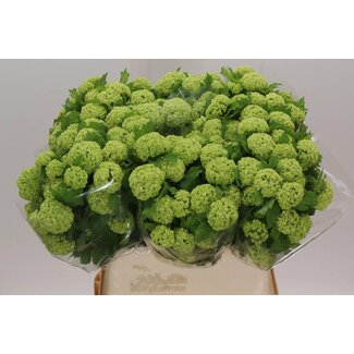 Freshy Viburnum Sneeuwbal | Kleur: Wit | 2 koppen | Lengte ± 80 centimeter | Per 10 stelen verse bloemen