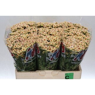 Freshy Chrysanthemum Chrysant Santini “Mad Salmon Tyolo” | Kleur: Roze | Lengte ± 55 centimeter | Per 25 stelen verse bloemen