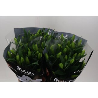 Freshy Lelie Oriental Aqua “Signum” | Kleur: Wit | Lengte ± 90 centimeter | Per 10 stelen verse bloemen