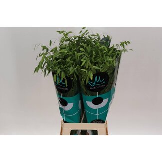 Freshy Chasmanthium Latifol Mantis