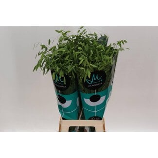 Freshy Chasmanthium Latifolium “Mantis” | Kleur: Groen | Lengte ± 80 centimeter | Per 50 takken