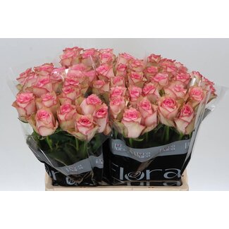 Freshy Rosa Paloma Steffi