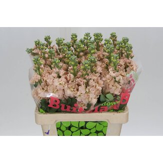 Freshy Violier “Iron Apricot” | Kleur: Roze | Lengte ± 60 centimeter | Per 10 stelen verse bloemen