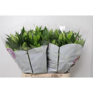 Freshy Lelie Oriental Aqua “Trocadero” | Kleur: Roze | Lengte ± 95 centimeter | Per 10 stelen verse bloemen