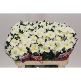 Freshy Chrysanthemum Chrysant Deco “Etrusko White” | Kleur: Wit | Lengte ± 70 centimeter | Per 10 stelen verse bloemen