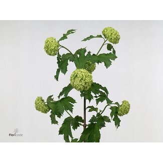 Freshy Viburnum Sneeuwbal | Kleur: Wit | 2 koppen | Lengte ± 50 centimeter | Per 10 stelen verse bloemen