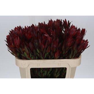 Freshy Leucadendron Saf Sunset