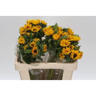 Freshy Helianthus Zonnebloem “Sunova” | Kleur: Geel | Lengte ± 50 centimeter | Per 10 verse bloemen