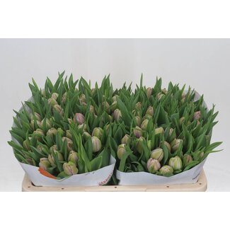 Freshy Dubbelbloemige Tulp “Katinka” | Kleur: Paars | Lengte ± 35 centimeter | Per 50 verse bloemen