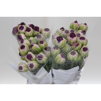 Freshy Dubbelbloemige Tulp “Overige Paars” | Kleur: Gemengde Kleuren | Lengte ± 48 centimeter | Per 10 verse bloemen