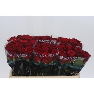 Freshy Grootbloemige Roos “Red Naomi Magna” | Kleur: Rood | Lengte ± 50 centimeter | Per 10 verse bloemen