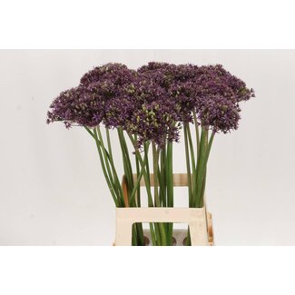 Freshy Allium Sierui “Miami” | Kleur: Paars | Lengte ± 70 centimeter | Per 15 verse bloemen