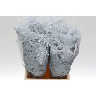 Freshy Asparagus Kort | Kleur: Wit | Lengte ± 45 centimeter | Per 50 takken