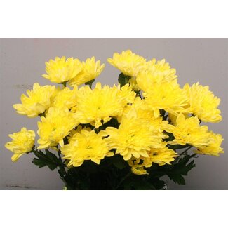 Freshy Troschrysant Chrysanthemum “Baltica Geel” | Kleur: Geel | Lengte ± 70 centimeter | Per 10 stelen verse bloemen