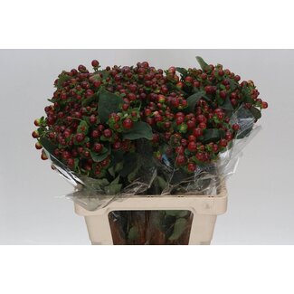 Freshy Hypericum Mag Seasons