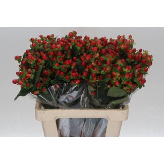 Freshy Hypericum “Magical Triumph” | Kleur: Rood | Lengte ± 60 centimeter | Per 25 stelen verse bloemen