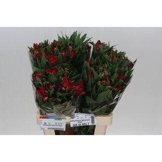 Freshy Alstroemeria Astro Rigel