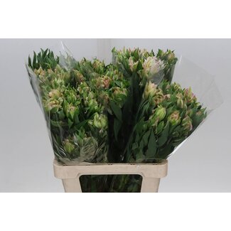 Freshy Alstroemeria “Astro Thabit” | Kleur: Roze | Lengte ± 60 centimeter | Per 10 stelen verse bloemen