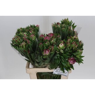 Freshy Alstroemeria “Astro Libra” | Kleur: Paars | Lengte ± 60 centimeter | Per 10 stelen verse bloemen