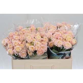 Freshy Hollandse Trosroos “Peach Yo-yo” | Kleur: Roze | Lengte ± 50 centimeter | Per 10 verse bloemen