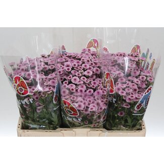 Freshy Chrysanthemum Chrysant Santini “Mad Tyolo Bico” | Kleur: Roze | Lengte ± 55 centimeter | Per 25 stelen verse bloemen