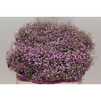 Freshy Gypsophila Paniculata Gipskruid “My Pink” | Kleur: Paars | Lengte ± 75 centimeter | Per 25 stelen verse bloemen