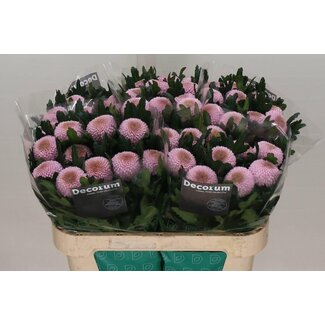 Freshy Chrysanthemum Chrysant Deco “Momoko” | Kleur: Paars | Lengte ± 70 centimeter | Per 10 stelen verse bloemen