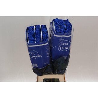Freshy Grootbloemige Roos “Mondial” | Kleur: Kleurbehandeld Blauw | Herkomst Ecuador | Lengte ± 70 centimeter | Per 25 verse bloemen