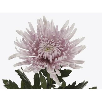 Freshy Chrysanthemum Chrysant Deco “Cipria” | Kleur: Paars | Lengte ± 70 centimeter | Per 10 stelen verse bloemen