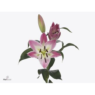 Freshy Lelie Oriental Aqua Albareto