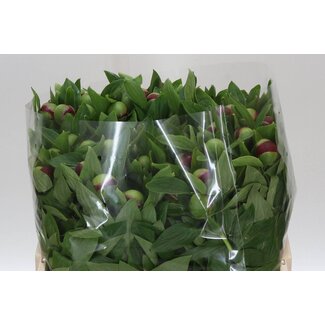 Freshy Paeonia Pioenroos L “Red Charm” | Kleur: Rood | Lengte ± 50 centimeter | Per 10 verse bloemen