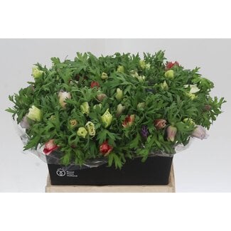 Freshy Anemone Co Mar Gemengd