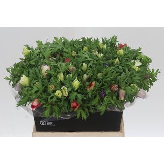 Freshy Anemone Coronaria “Marianne Gemengd” | Kleur: Gemengde Kleuren | Lengte ± 42 centimeter | Per 50 verse bloemen