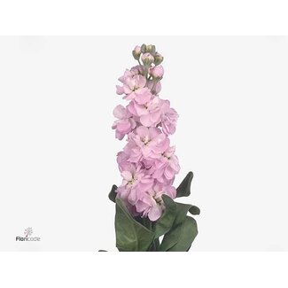 Freshy Matth. Figaro L Rose