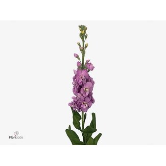 Freshy Matthiola Violier “Figaro Lavende” | Kleur: Paars | Lengte ± 55 centimeter | Per 10 stelen verse bloemen