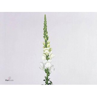 Freshy Antirrhinum Leeuwenbek “Cool White” | Kleur: Wit | Lengte ± 80 centimeter | Per 10 stelen verse bloemen