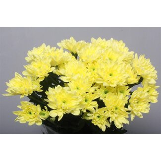 Freshy Troschrysant Chrysanthemum “Baltica Cream” | Kleur: Geel | Lengte ± 70 centimeter | Per 10 stelen verse bloemen