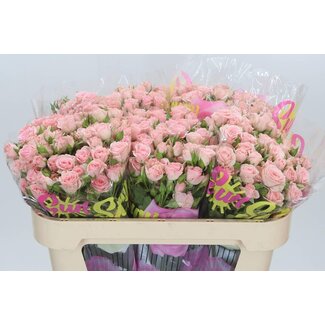 Freshy Hollandse Trosroos “Lydia” | Kleur: Roze | Lengte ± 70 centimeter | Per 10 verse bloemen