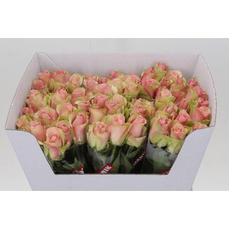 Freshy Grootbloemige Roos “Belle Rose” | Kleur: Roze | Lengte ± 60 centimeter | Per 10 verse bloemen