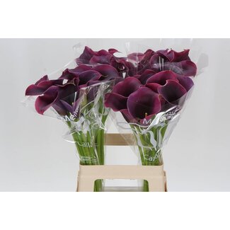 Freshy Zantedeschia Calla “Captain Promise” | Kleur: Rood | Lengte ± 65 centimeter | Per 10 verse bloemen