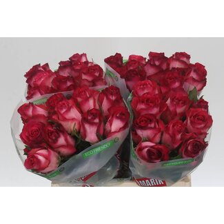 Freshy Grootbloemige Roos “Nicoletta” | Kleur: Roze | Lengte ± 40 centimeter | Per 20 verse bloemen