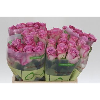 Freshy Grootbloemige Roos “Thriller” | Kleur: Paars | Lengte ± 40 centimeter | Per 20 verse bloemen