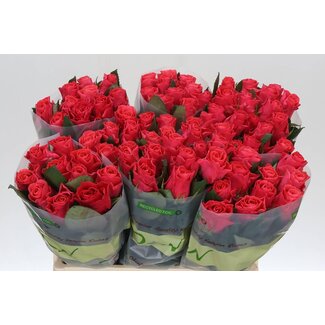 Freshy Grootbloemige Roos “Pink Tacazzi” | Kleur: Roze | Lengte ± 60 centimeter | Per 20 verse bloemen