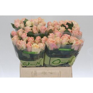 Freshy Grootbloemige Roos “Sweet Tacazzi” | Kleur: Roze | Lengte ± 40 centimeter | Per 20 verse bloemen