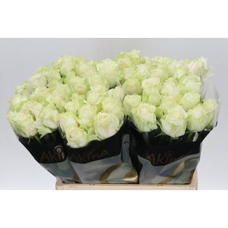 Freshy Grootbloemige Roos “Adalonia Akina” | Kleur: Wit | Lengte ± 60 centimeter | Per 20 verse bloemen