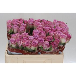 Freshy Grootbloemige Roos “Thriller” | Kleur: Paars | Lengte ± 50 centimeter | Per 20 verse bloemen