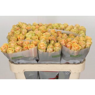 Freshy Grootbloemige Roos “Alchemy” | Kleur: Oranje | Lengte ± 70 centimeter | Per 20 verse bloemen